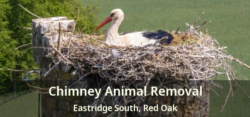 Chimney Animal Removal Eastridge South, Red Oak - TX