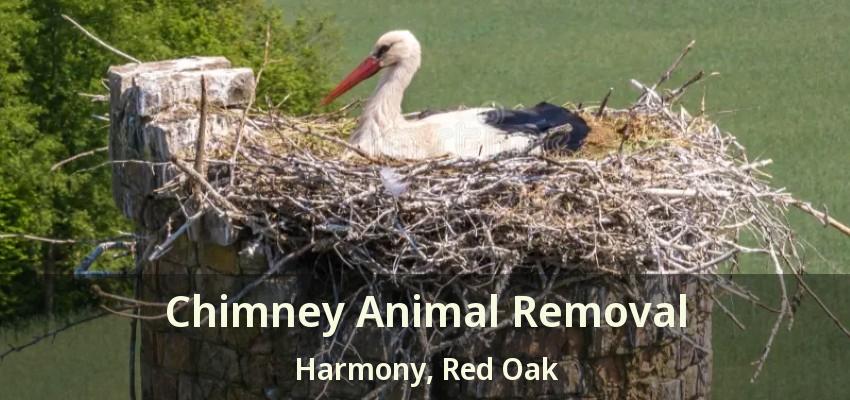 Chimney Animal Removal Harmony, Red Oak - TX