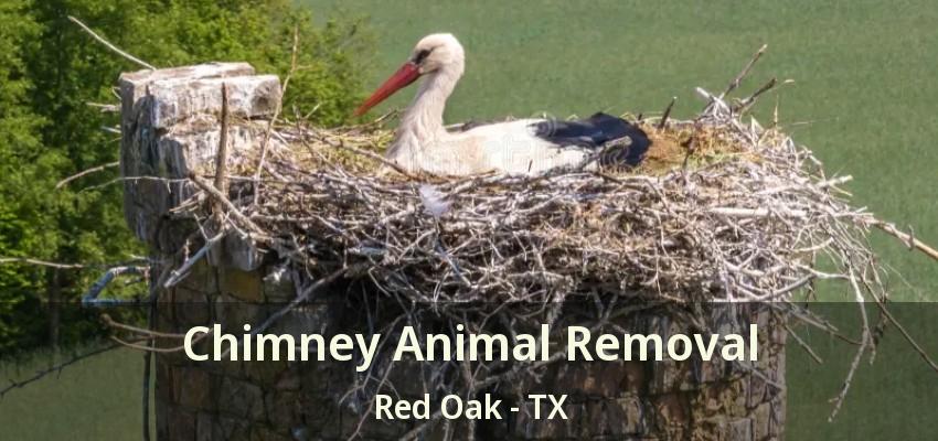 Chimney Animal Removal Red Oak - TX