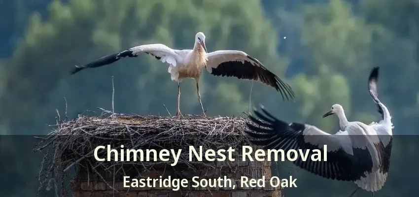 Chimney Nest Removal Eastridge South, Red Oak - TX