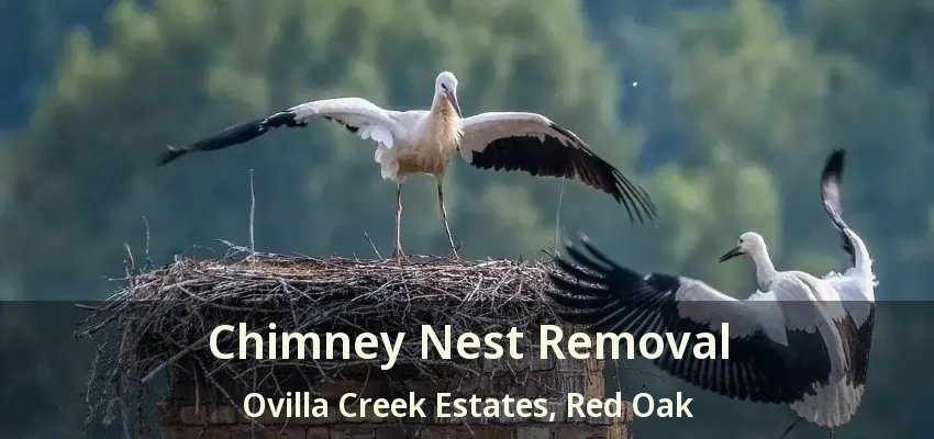 Chimney Nest Removal Ovilla Creek Estates, Red Oak - TX