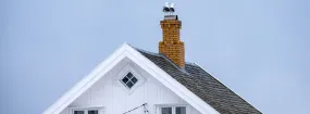 Chimney Nest Removal Eastridge South, Red Oak